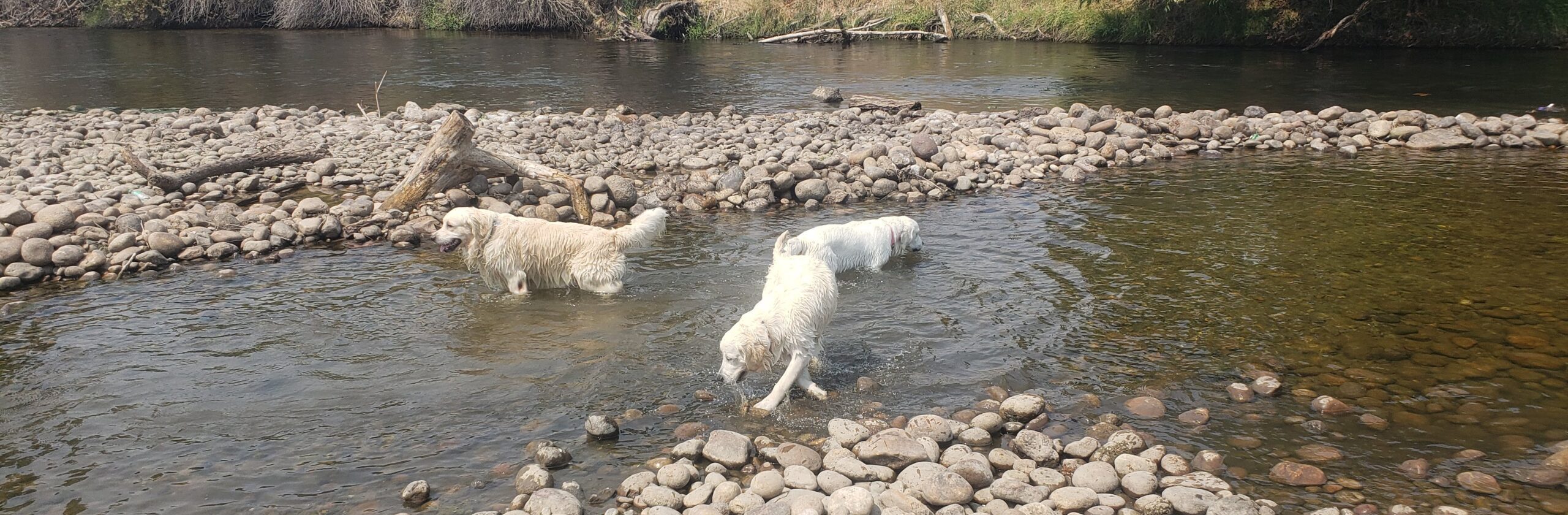 Golden Retrievers swimming in creek