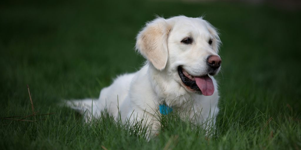 “Understanding the Lifespan of English Cream Golden Retrievers”