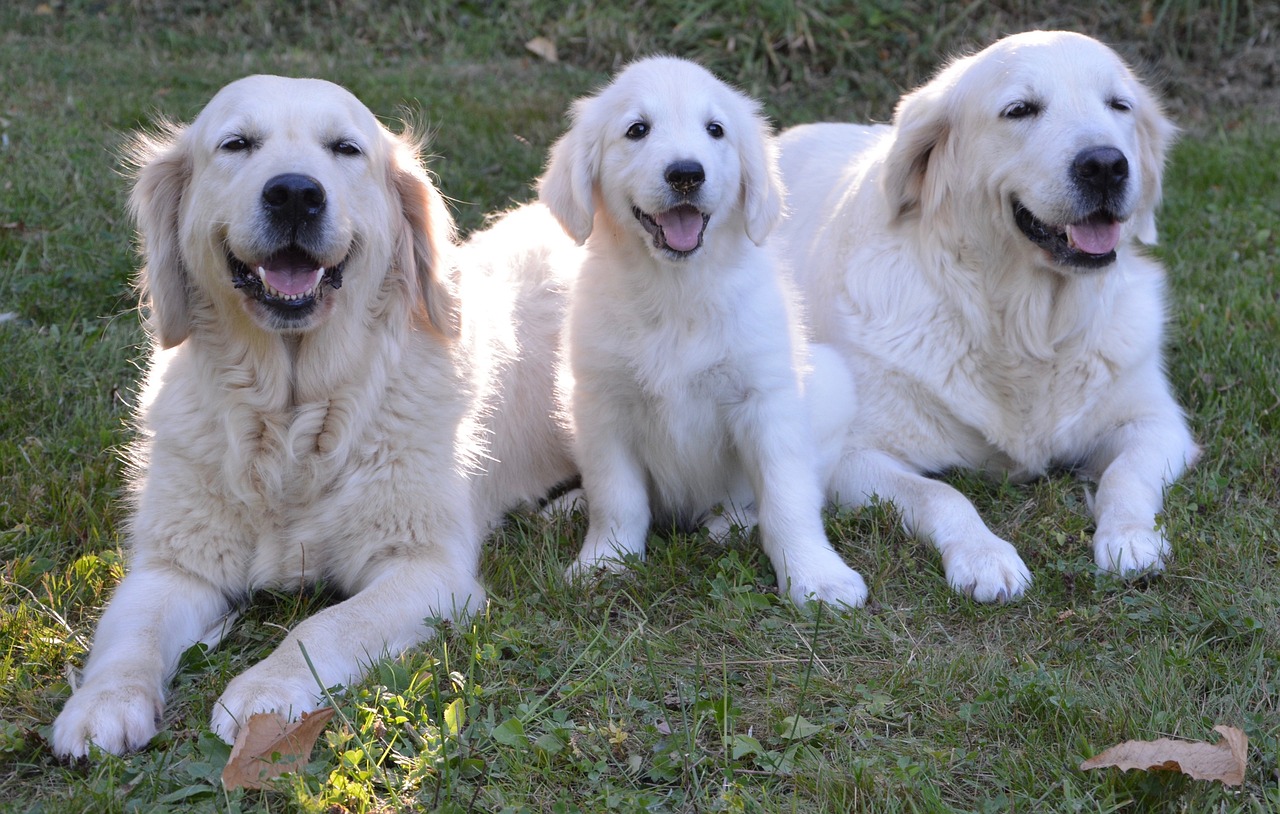 How to Choose the Right Breeder for English Cream Golden Retrievers