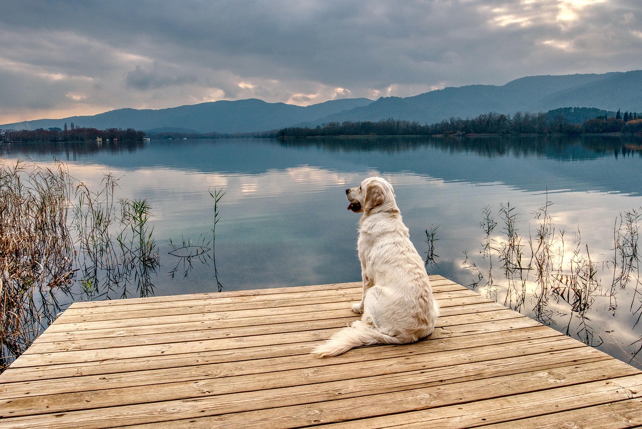 Caring for Your English Cream Golden Retriever