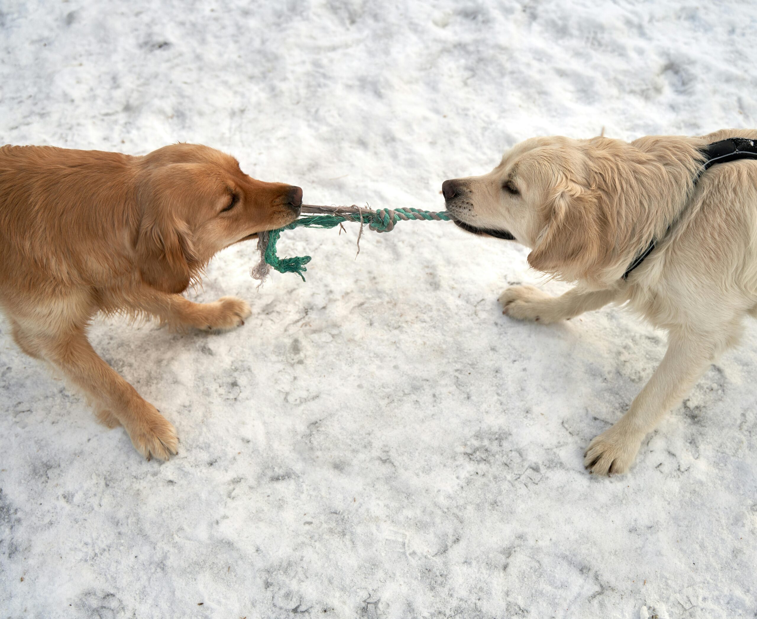 “The Best Toys and Activities for English Cream Golden Retrievers”