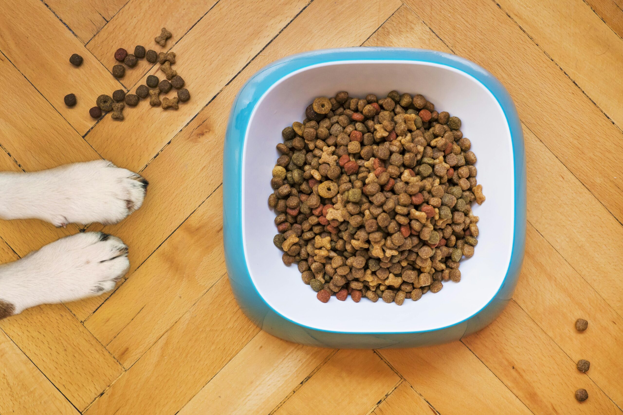 English Cream Golden Retriever Diet: What Should You Feed Your Dog?