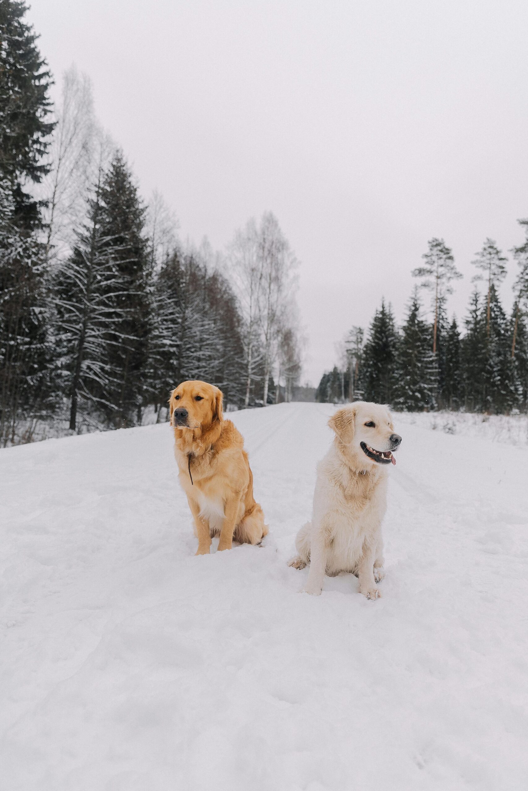 The Difference Between American and English Cream Golden Retrievers